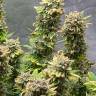 Strawberry Amnesia feminised Dinafem Seeds
