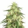 купить семена конопли Mekong High feminised Dutch Passion Seeds