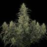 урожайные семена конопли CBD-Chronic feminised Serious Seeds