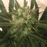 семена конопли в фирменной упаковке Critical + feminised