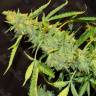 Puta Madre Kush feminised Ganja Seeds