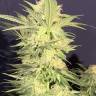Puta Madre Kush feminised Ganja Seeds