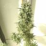урожайные семена конопли Point of No Return x Lowryder regular Ganja Seeds