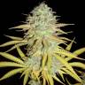 мощные семена конопли Grapefruit feminised Female Seeds