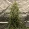 семена конопли в фирменной упаковке Grapefruit feminised Female Seeds