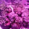 семена конопли элитных сортов Swiss Cheese feminised Nirvana Seeds
