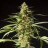 купить семена конопли Philo Skunk (Gokunk) feminised Philosopher Seeds купить семена конопли Philo Skunk (Gokunk) feminised Philosopher Seeds
