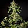 заказ семян конопли Москва Philo Skunk (Gokunk) feminised Philosopher Seeds заказ семян конопли Москва Philo Skunk (Gokunk) feminised Philosopher Seeds