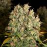 купить семена конопли CBD-enriched Warlock feminised Serious Seeds
