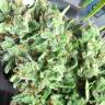 Mango Haze CBD feminised Ganja Seeds