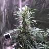 регулярные семена конопли купить Point regular Ganja Seeds