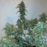 заказ семян конопли Спб Russian Snow regular Ganja Seeds