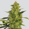 семена конопли гидропоники Sativas Sour Diesel feminised Nirvana Seeds