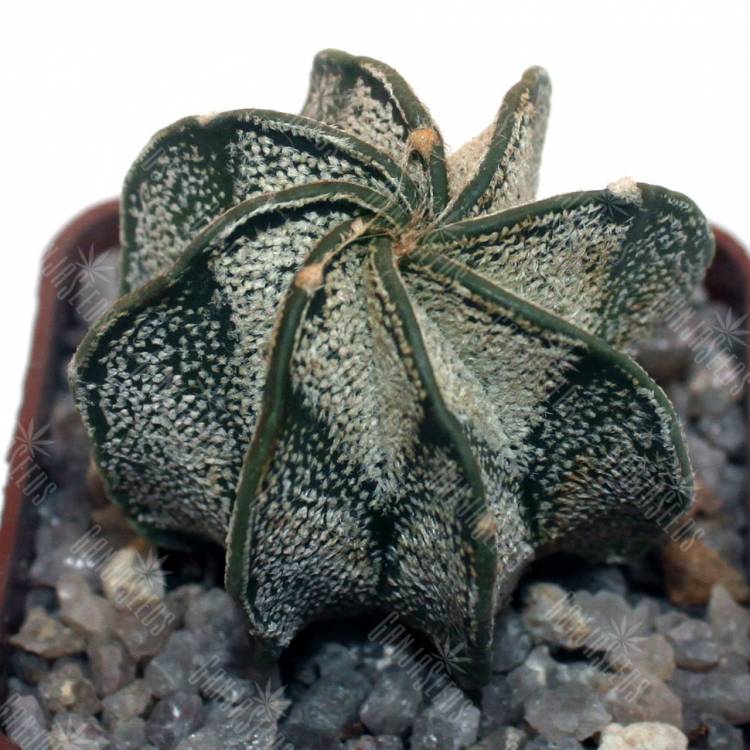 Семена кактусов Astrophytum capricorne v. major (PLapp) x aster. Gonzales