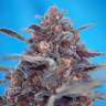 Недорогие семена конопли Auto Devil Cream feminised GanjaLiveSeeds