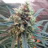 семена конопли сорта сатива Amnesia feminised