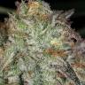 AK Skunk feminised Ganja Seeds