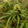 семена конопли для посадки купить Auto Black Domina feminised