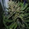 Auto Silver Bullet feminised Ganja Seeds Auto Silver Bullet feminised Ganja Seeds