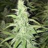 White Siberian feminised Dinafem Seeds