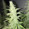 White Siberian feminised Dinafem Seeds