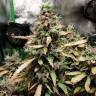 семена конопли автоцвет Auto Malana Bomb feminised Barneys Farm