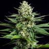 семена конопли OG Kush CBD feminised Dinafem Seeds