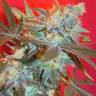 качественные семена конопли ICED Grapefruit feminised Female Seeds