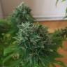 семена конопли элитных сортов Sour Diesel feminised Reserva Privada