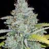 купить семена конопли на сайте Auto Dreamberry feminised купить семена конопли на сайте Auto Dreamberry feminised