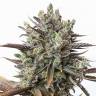 семена каннабиса Purple Orange CBD feminised Dinafem Seeds