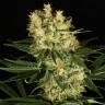 заказ семян конопли Москва Ortega Indica feminised Dutch Passion Seeds