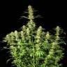 заказ семян конопли Спб Ortega Indica feminised Dutch Passion Seeds