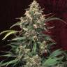 урожайные семена конопли Indoor Mix feminised Female Seeds