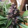 Auto Buddha Purple Kush feminised Buddha Seeds