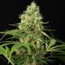 качественные семена конопли Shark Shock CBD feminised Dinafem Seeds