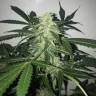 Auto Buddha Deimos feminised Buddha Seeds