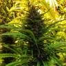 семена конопли феминизированные Skywalker Kush feminised Reserva Privada