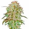 где заказать семена конопли AMS feminised