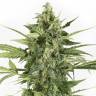 Auto Blue Cheese feminised Ganja Seeds