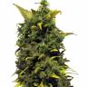 Auto Blue Cheese feminised Ganja Seeds