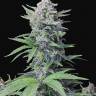 Tutankhamon feminised Ganja Seeds