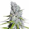 конопля семена сорта заказать Auto Skunk Haze feminised