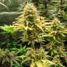 семена конопли почтой Wonder Woman feminised Nirvana Seeds