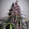 Недорогие семена конопли Auto Bloody Skunk feminised GanjaLiveSeeds