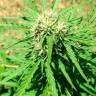 урожайные семена конопли Auto Somango regular