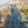 семена конопли индика Blue feminised