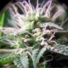хорошие семена конопли Purple Maroc feminised Female Seeds