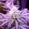 семена конопли марихуаны Gypsy Kush feminised Kannabia Seeds