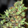G13 Skunk feminised Ganja Seeds
